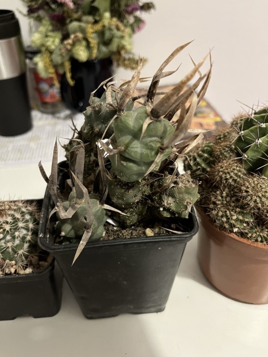 Tephrocactus articulatus