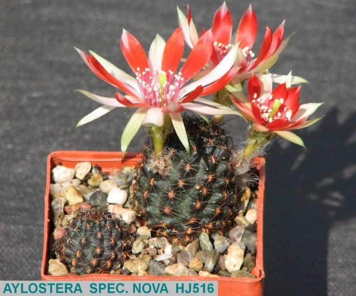 AY397 AYLOSTERA SPEC. NOVA HJ516.JPG