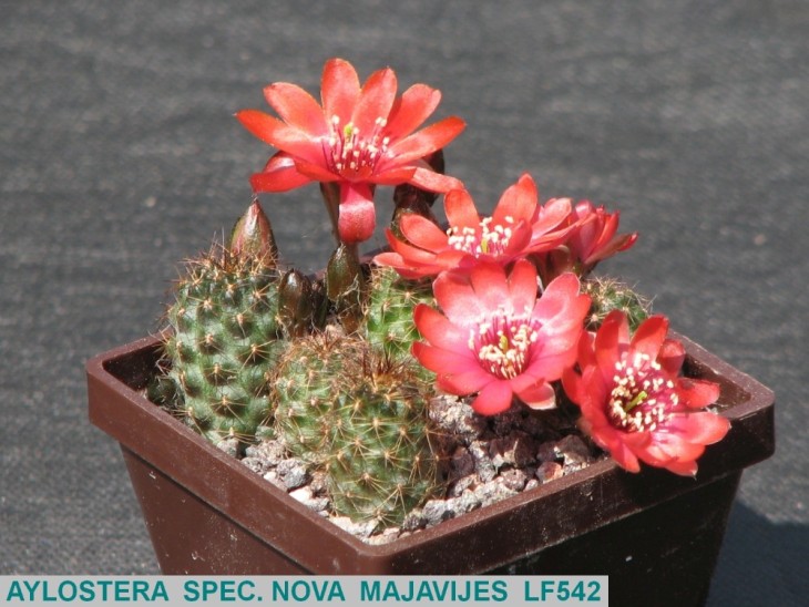 AY420 AYLOSTERA SPEC. NOVA MAJAVIJES LF542,.JPG