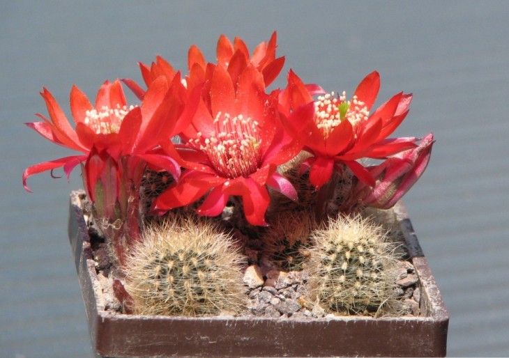 AY54 AYLOSTERA DUTINEANA F.GRACILIOR  LF1268.JPG