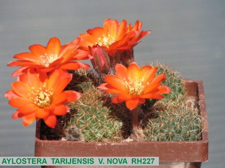 AY525 AYLOSTERA TARIJENSIS V. NOVA RH227.JPG