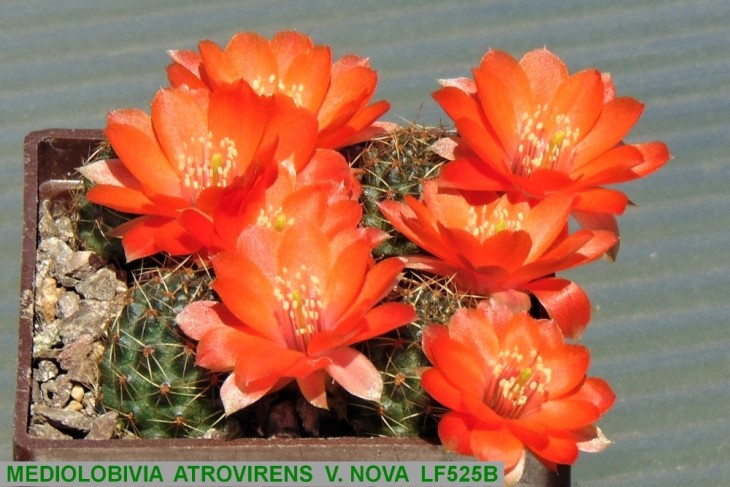 ME97MEDIOLOBIVIA ATROVIRENS V. NOVA LF525B..JPG