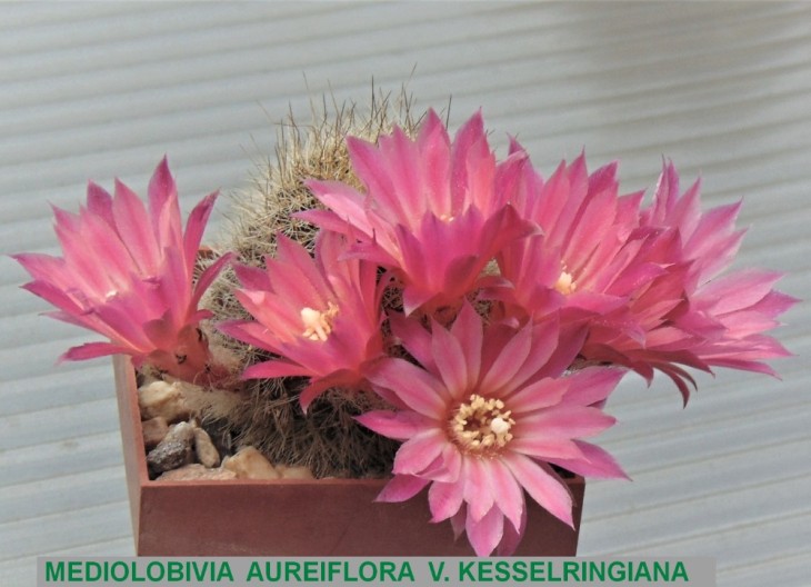 ME172 MEDIOLOBIVIA AUREIFLORA V. KESSELRINGIANA.JPG