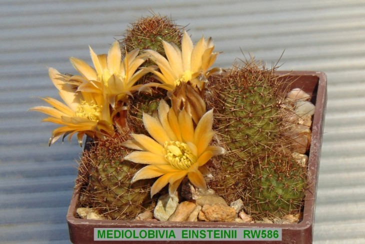 ME220 MEDIOLOBIVIA EINSTEINII RW586.JPG