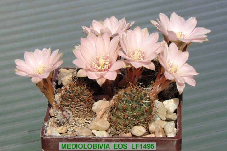 ME250 MEDIOLOBIVIA EOS LF1495.JPG