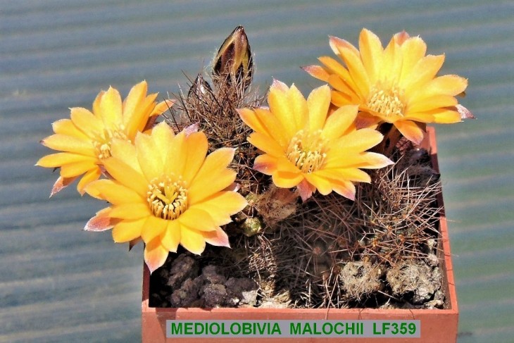 ME411 MEDIOLOBIVIA MALOCHII LF359;..JPG