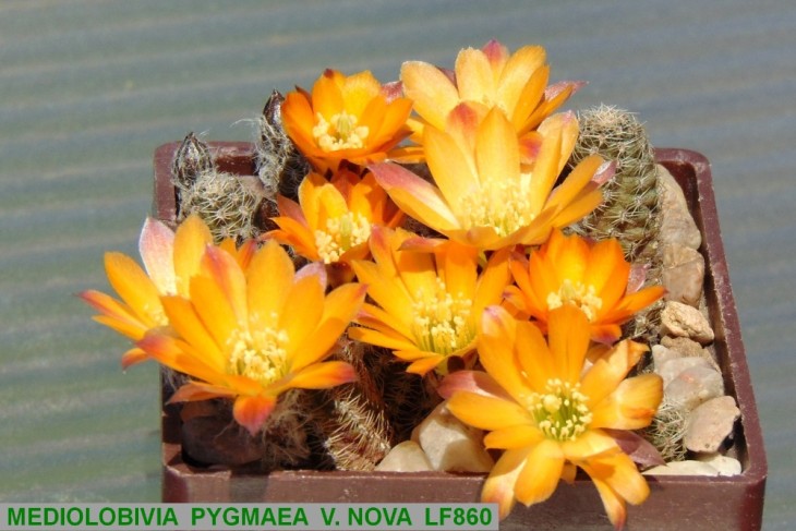 ME781 MEDIOLOBIVIA PYGMAEA V. NOVA LF860.JPG