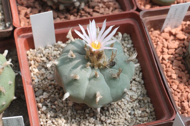Lophophora williamsii, південна форма. Малюнок ребер відрізняється, але все одно вони прямі. Моя рослина і фото.