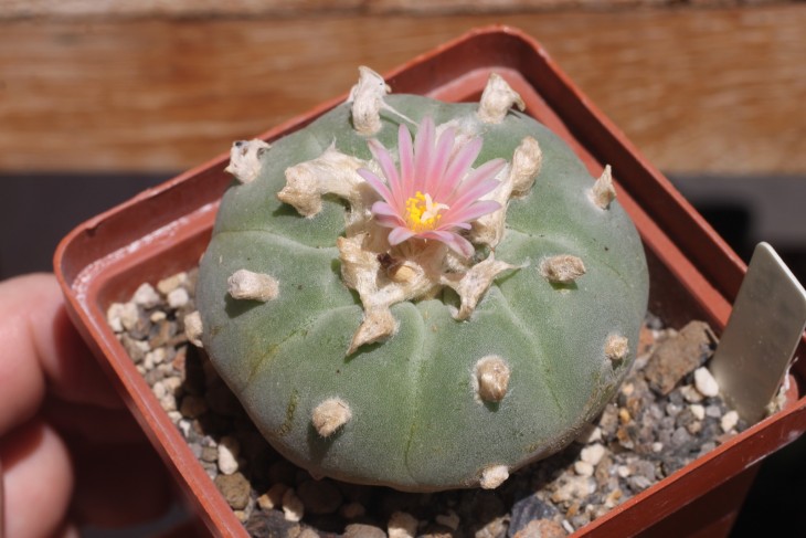 Lophophora fricii, моя рослина з майже відсутніми горизонтальними полосками. Я вважаю, що такі рослини родом із Sierra Zavaleta.