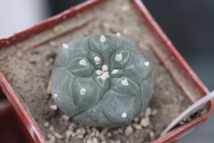 Сіянець Lophophora jourdaniana переходить з 5 до 8 ребер. Вже можна побачити ці злегка спіральні ребра. Моя рослина і фото.