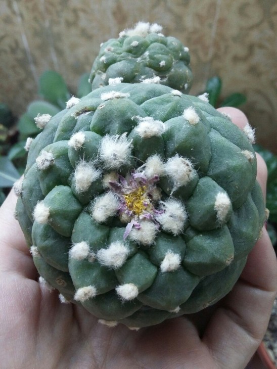 Гібрид Lophophora fricii x koehresii з Cactus-China. Дивлячись на ребра, тут можна побачити деталі як fricii, так і koehresii.