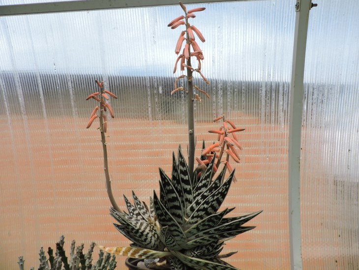 Aloe variegata