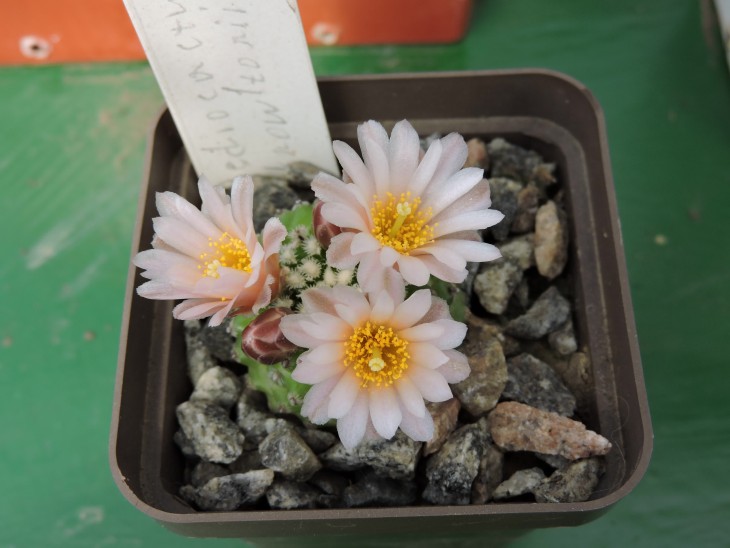 Pediocactus knowltonii