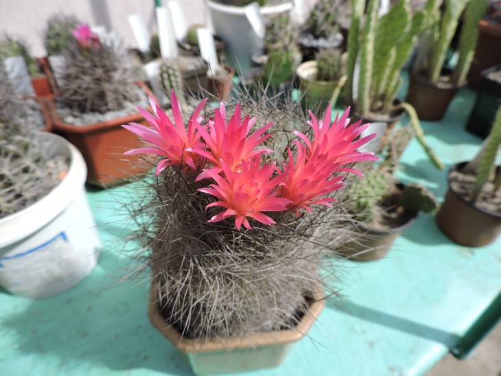 Neoporteria villosa