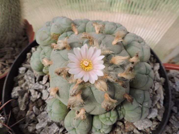 Lophophora williamsii