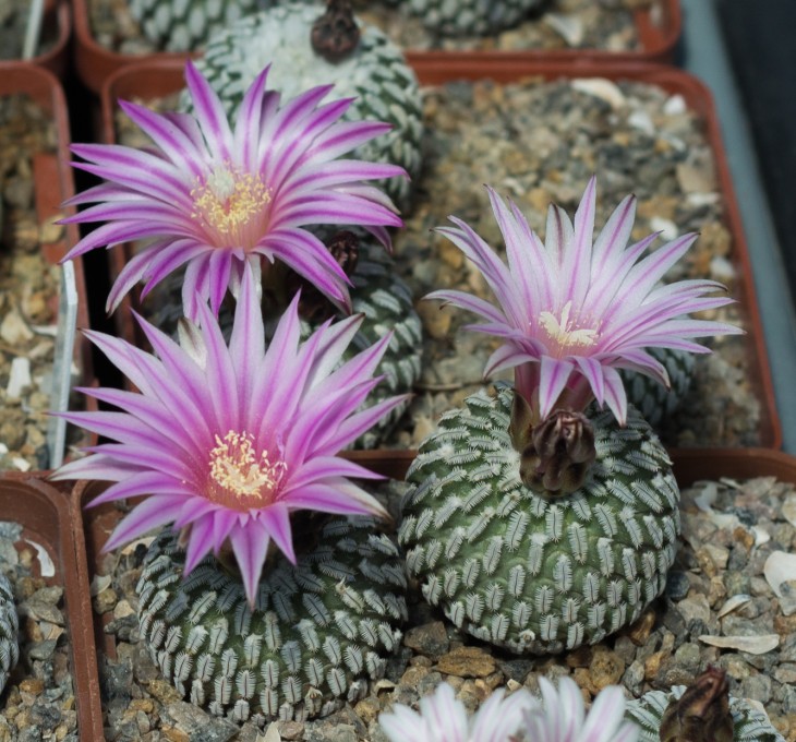 34.8_TURBINICARPUS pseudopectinatus GM1249 Dr Arroyo, NL_Pavlicek_photo_8.jpg