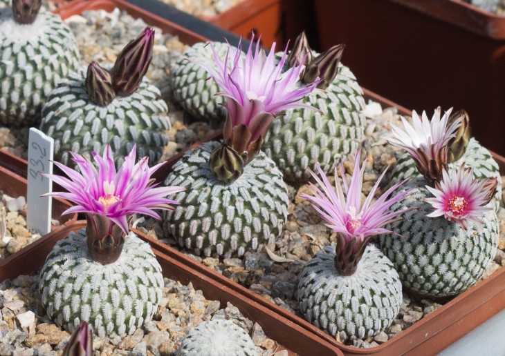 34.8_TURBINICARPUS pseudopectinatus GM1249 Dr Arroyo, NL_Pavlicek_photo_7.jpg