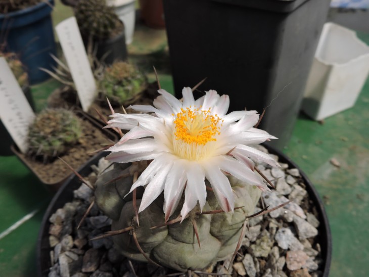 Thelocactus hexaedrophorus