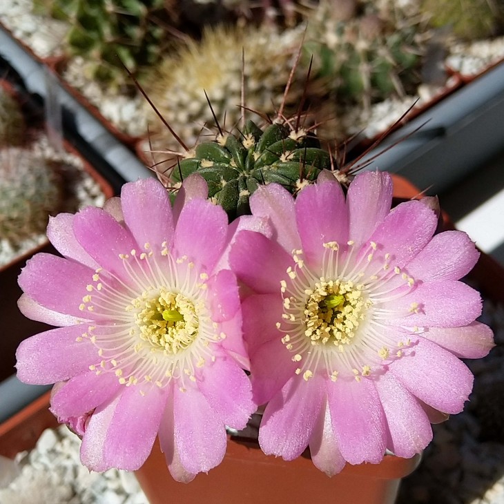 Lobivia pentlandii