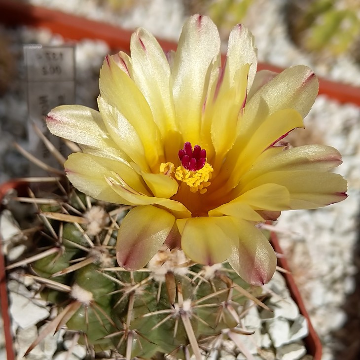 Notocactus submammulosus