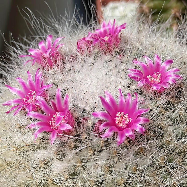 Mammillaria hahniana