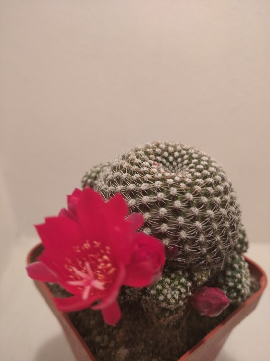 Rebutia krainziana