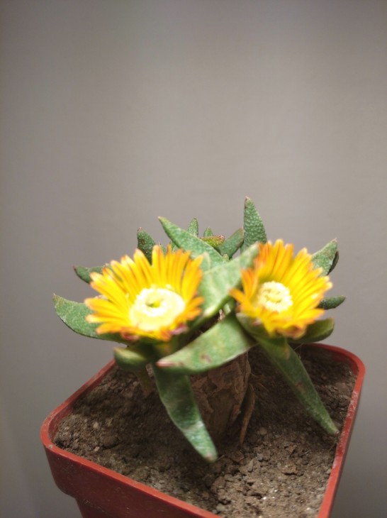 Aloinopsis acuta