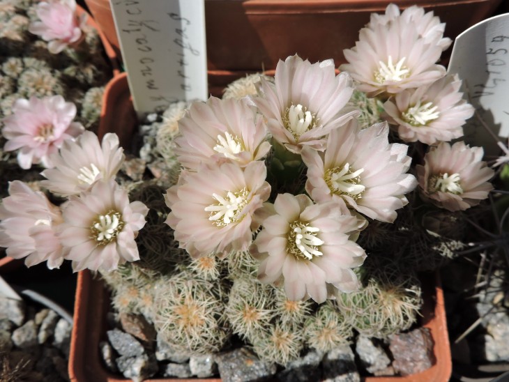 Gymnocalycium bruchii