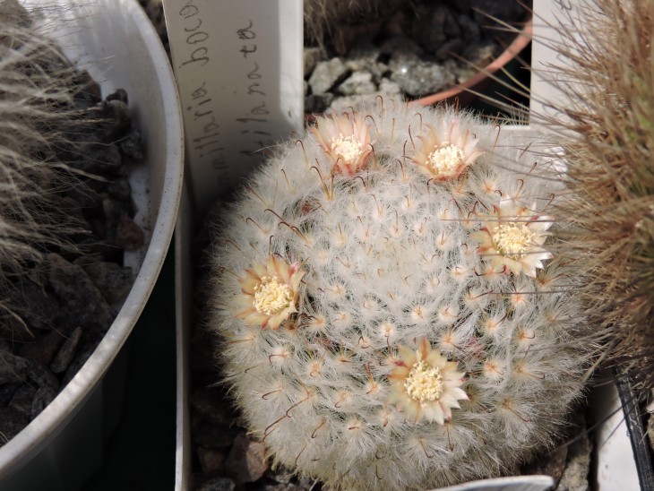 Mammillaria bocasana v. multilanata
