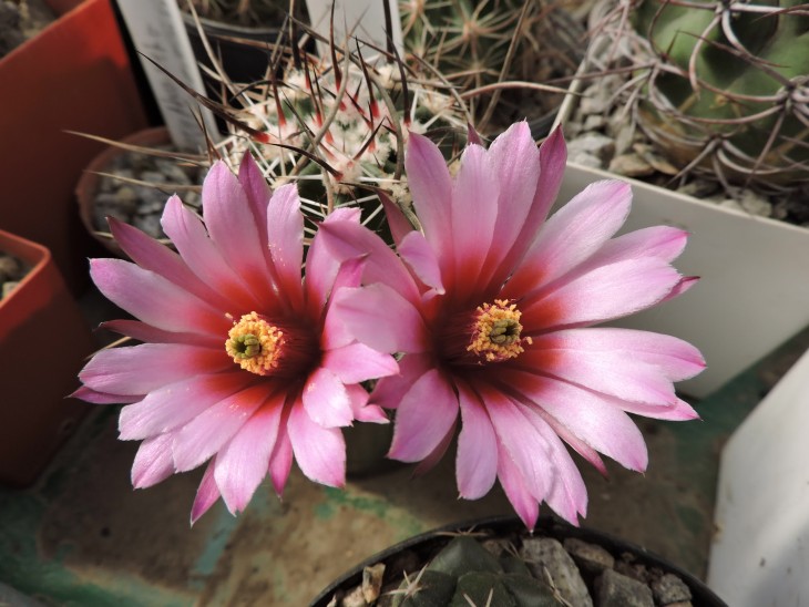 Echinocereus lindsayi