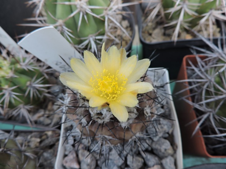 Copiapoa hypogaea