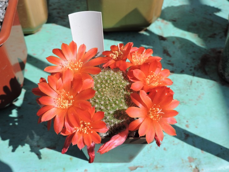Rebutia senilis
