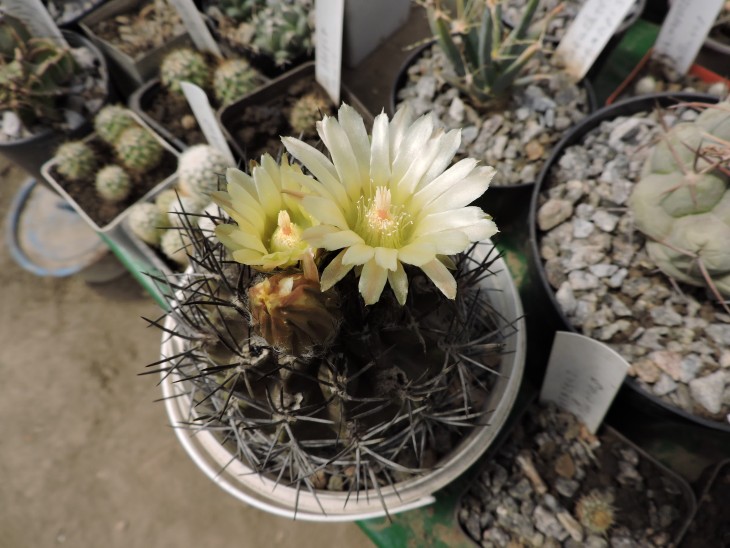 Pyrrhocactus nigricans