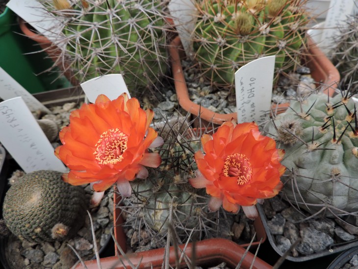 Acanthocalycium munitum DH 10