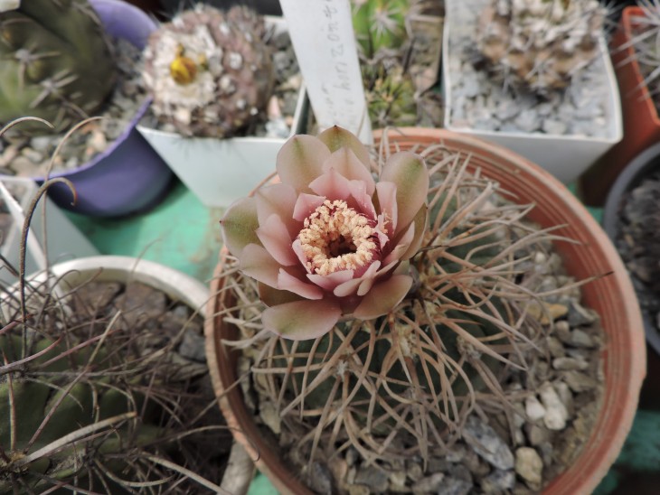 Gymnocalycium spegazzinii v. horizonthalonius