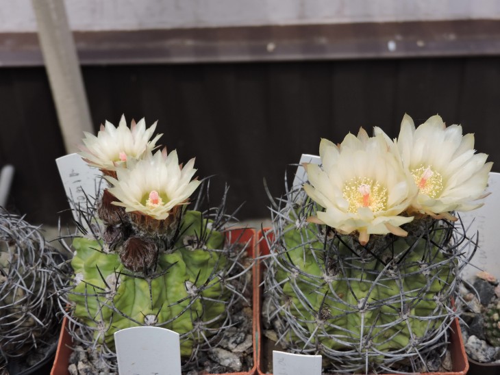 Neochilenia taltalensis