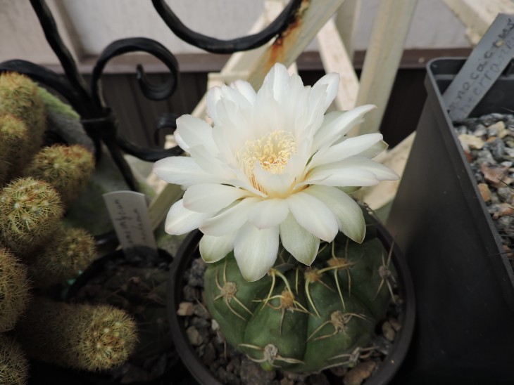 Gymnocalycium denudatum