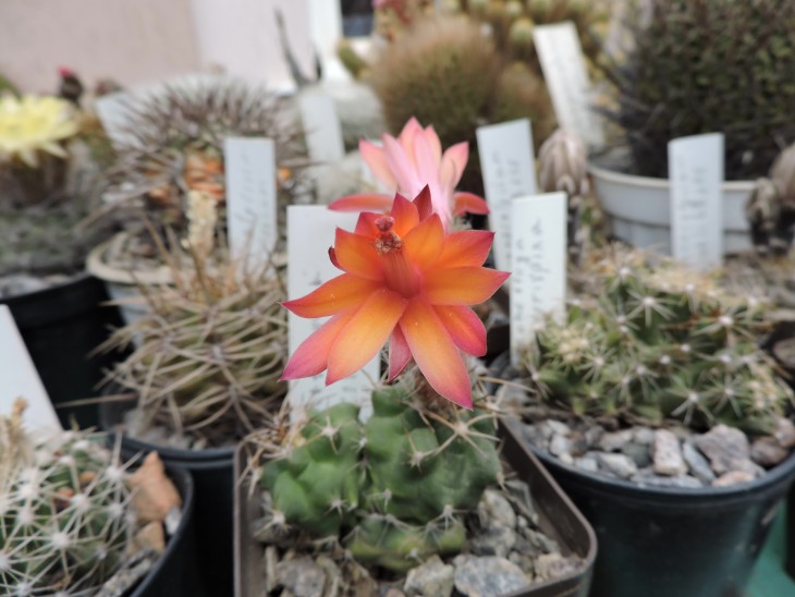Submatucana paucicostata