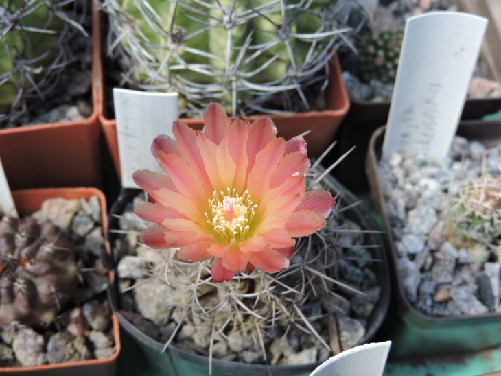 Neochilenia atra
