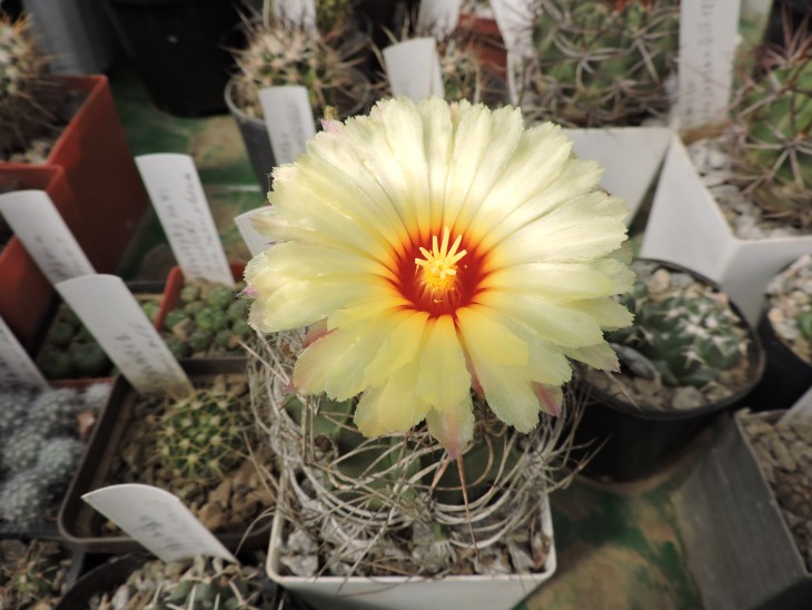 Astrophytum senile