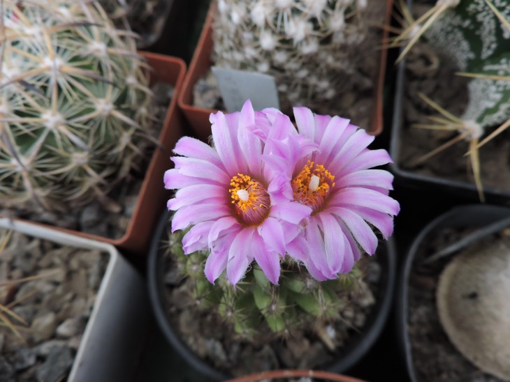 Escobaria hesteri