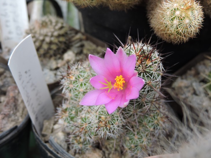 Mammillaria occidentalis
