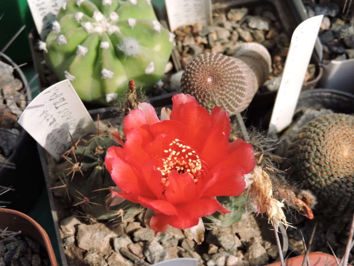 Lobivia pugionacantha v. salitrensis TB 64.1