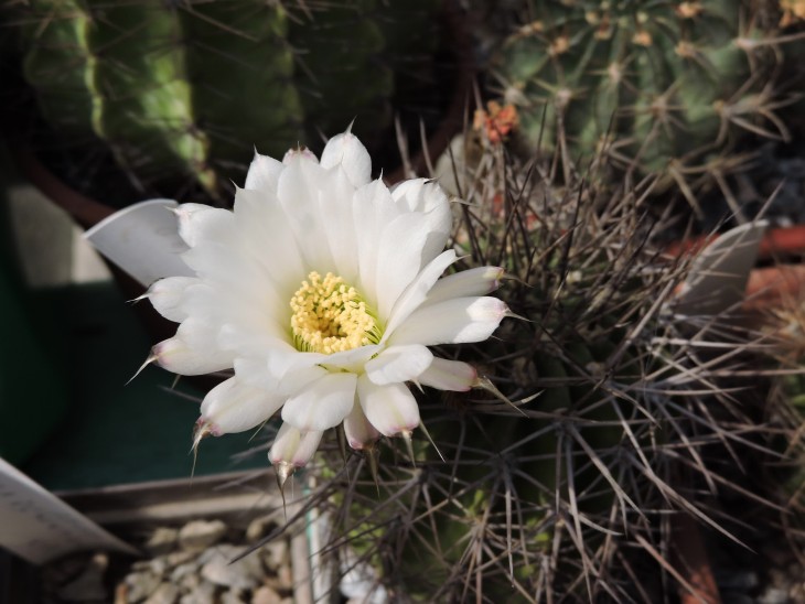 Acanthocalycium klimpelianum P 120
