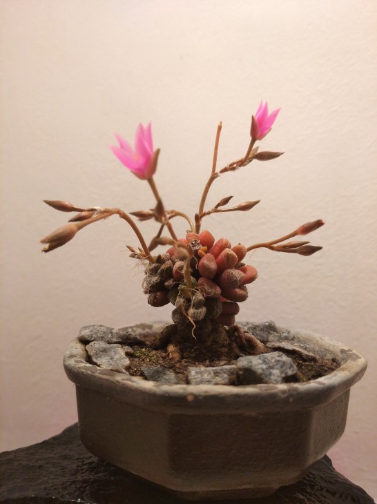 Anacampseros filamentosa нині позиціонується як підвид А. namaquensis.
