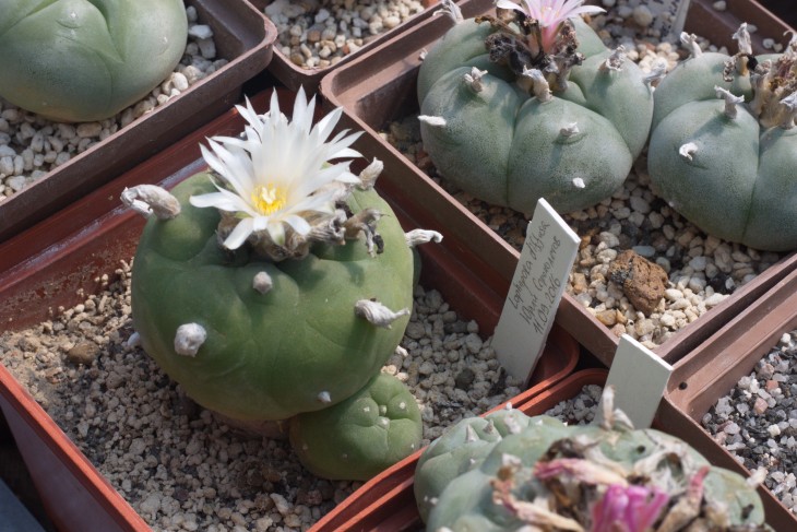 Lophophora diffusa