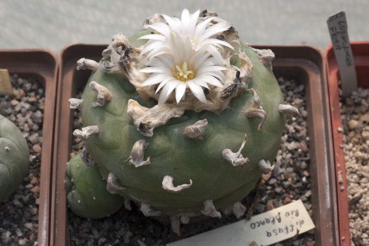 Lophophora diffusa Rio Blanco, Querataro