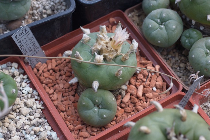 Lophophora diffusa ssp. kubesae JJH0010892 Puente Mezquitillo, Queretaro