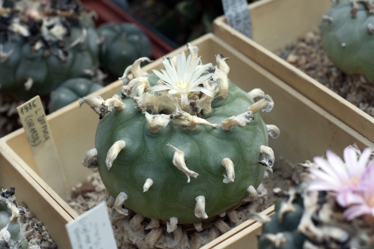Lophophora diffusa (ex-Rudolf Grym) GR1132 Vizarron, Queretaro