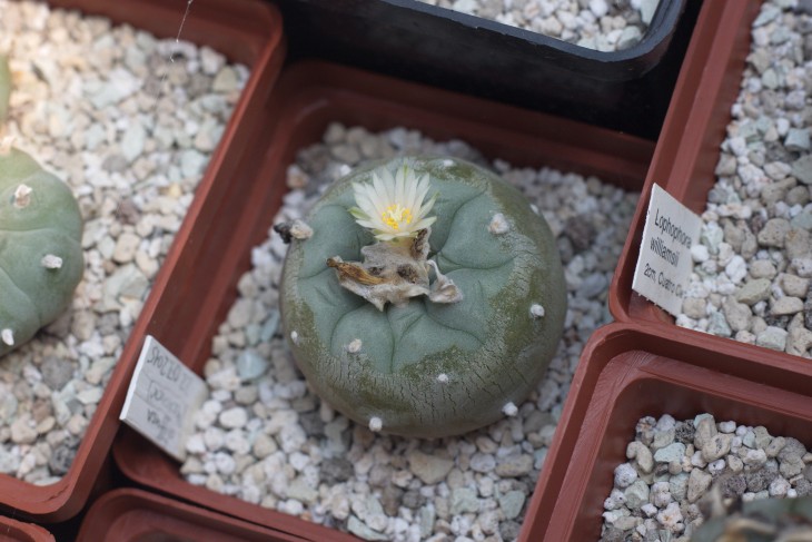 Lophophora diffusa